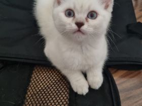 1 Kitten sucht eine Liebevolles Zuhause