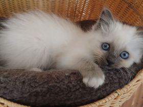 Reinrassige Heilige Birma Kitten in der Farbe blue point, 13 Wo. alt, bei Schwerin