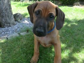 Rhodesian Ridgeback Welpen RR Afrikanische Hunde