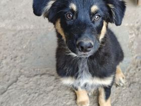 Altdeutscher Hütehund/Altdeutscher Hütehund Bordercollie Mix
