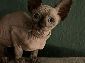 ❤️ Wunderschöne Kitten suchen liebevolles Zuhause ab Ende des Monats