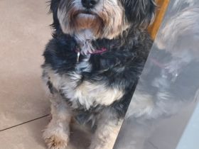 Liebevolle Tibet-Terrier-Hündin 5 Jahre alt, sucht ihr Traumzuhause