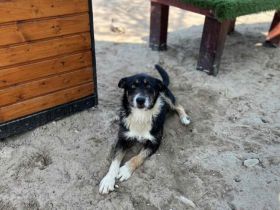 Zuhause gesucht für Chaval