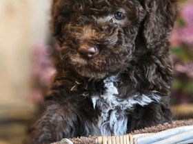Lagotto Romagnolo Welpen