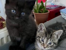 Bkh Blh Kitten