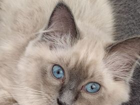 Birma/Ragdoll Kitten, Kätzchen abgabebereit