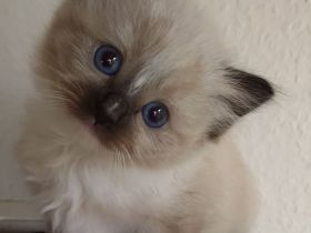 2 süsse Birma/Ragdoll Kätzchen, Kitten, Kater