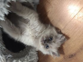 Birma/Ragdoll Kitten, Kätzchen abgabebereit
