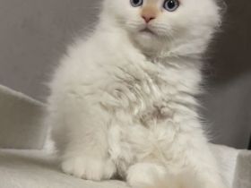 Wunderschöne weibliche Ragdoll-Katze sucht ein liebevolles Zuhause 🐾