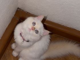 Wunderschöne weibliche Ragdoll-Katze sucht ein liebevolles Zuhause 🐾