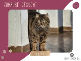 Katze Greta wartet auf ihre Herzensmenschen