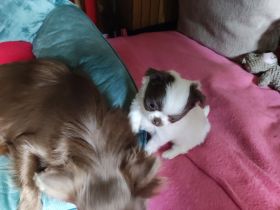 Chihuahua Bande 🐶 sucht liebevolles Zuhause
