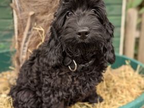 Hübsche Cockapoo Welpen