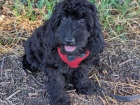 Hübsche Cockapoo Welpen