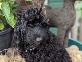Hübsche Cockapoo Welpen