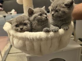 🐱 Reinrassige Britisch Kurzhaar Kätzchen abzugeben – liebevoll aufgezogen & bestens sozialisiert