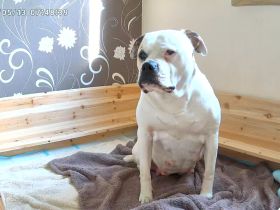 American Bulldog Welpen