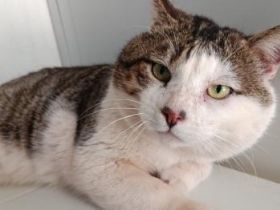 Ario und Pipim, FIV positiv