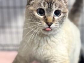 Maria, FelV positiv