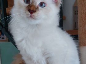 Heilige birma kitten abgabebereit