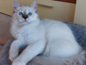 Heilige birma kitten