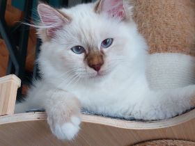 Heilige birma kitten abgabebereit