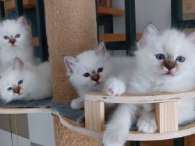 Heilige birma kitten