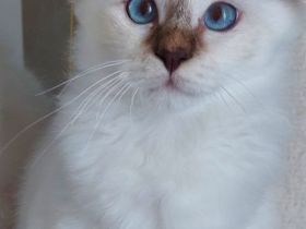 Heilige birma kitten abgabebereit