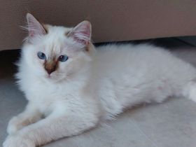 Heilige birma kitten abgabebereit