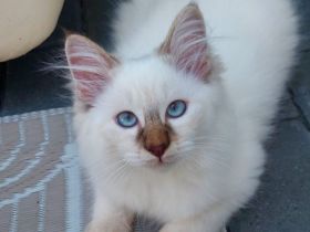 Heilige birma kitten abgabebereit