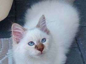 Heilige birma kitten abgabebereit