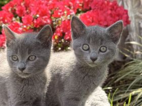 Russisch Blau Kitten mit Stammbaum