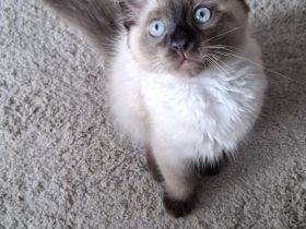 Reinrassige Siamkitten
