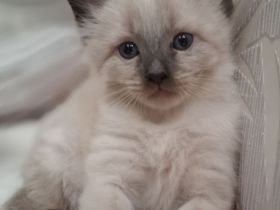 Reinrassige Siamkitten
