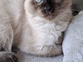 Reinrassige Siamkitten