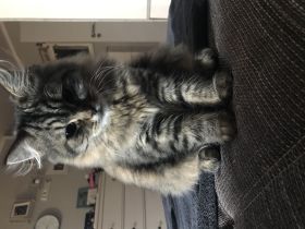 2 wunderschöne BLH Kitten