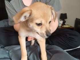 Fünf süße Chihuahua Jack Russel Mix Welpen