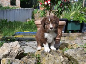 Border Collie Welpen in wunderschönen Farben