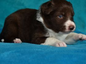Border Collie Welpen in wunderschönen Farben