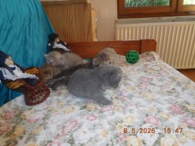 Britisch Kurzhaar Kitten mit STB