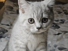 (Abgabebereit) BKH Britisch Kurzhaar Kitten zu verkaufen