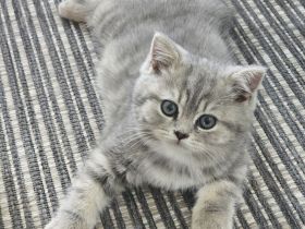 BKH Britisch Kurzhaar Kitten zu verkaufen