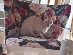 Don Sphynx Katze, Weiblich, 2 Jahre, Kastriert