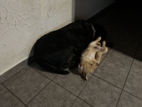 Reinrassige Labrador Welpen von privat abzugeben