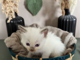 Ragdoll Cherubim Kitten mit Stammbaum
