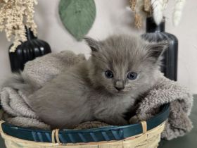 Ragdoll Cherubim Kitten 2 mit Stammbaum