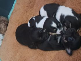 Reinrassige Chihuahua Welpen