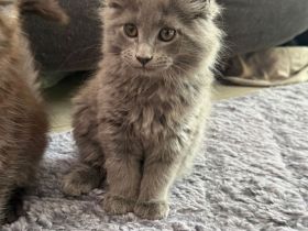 2 Zuckersüsse Maine Coon Kitten