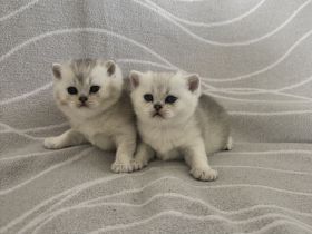 Suchen liebevolle Zuhause