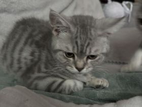 BKH Kitten
